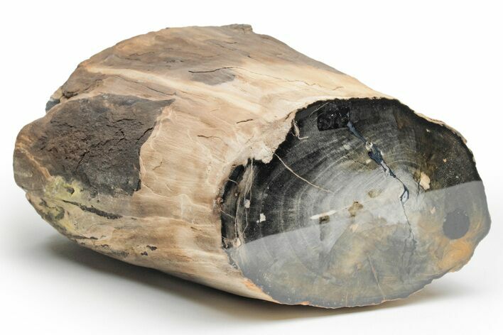 Petrified Wood Limb - Oregon #218214